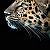 Post: Lofty. Elegant. Outstanding. Persistent Agile.  Rugged. Determined#Leopard #Speed